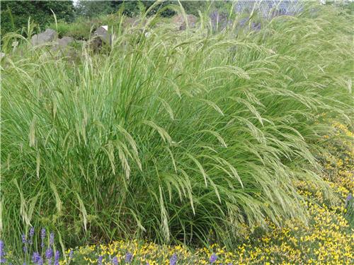 Stipa calamagrostis