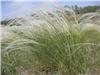 Stipa pulcherrima 2