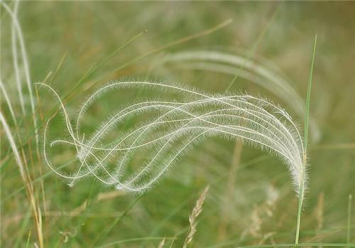 Stipa pulcherrima