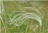 Stipa pulcherrima