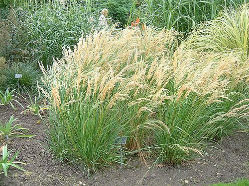Stipa splendens