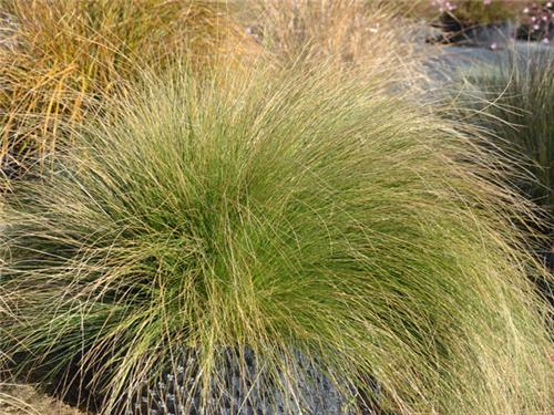 Stipa trichotoma -Palomino-