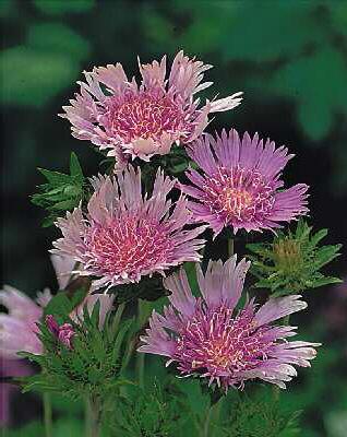 Stokesia laevis