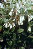 Symphytum grandiflorum1