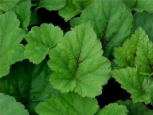 Tiarella 'Tiger St