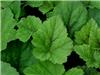 Tiarella 'Tiger St