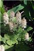 Tiarella wherryi