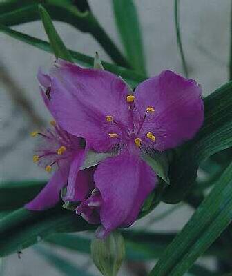 Tradescantia (A) Charlotte1