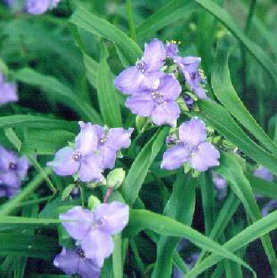 Tradescantia (A) J.C. Weguelin1