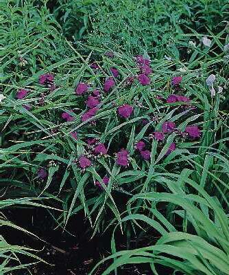Tradescantia (A) Purewell Giant1