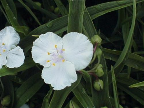 Tradescantia Innocence