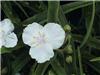 Tradescantia Innocence