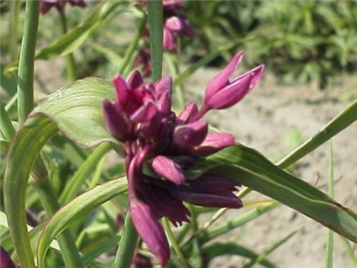 TradescantiaRedGra