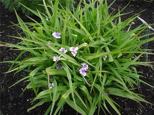 TradescantiaandersonianaBilberryIce