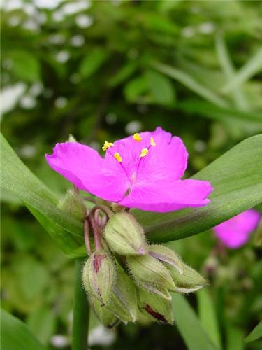 TradescantiaandersonianaRubra