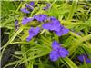TradescantiaandersonianaSweetKate