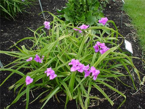 TradescantiaandersonianaValour