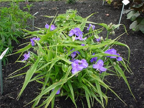 TradescantiaandersonianaZwanenburgBlue