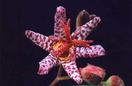 Tricyrtis formosana1