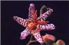 Tricyrtis formosana1