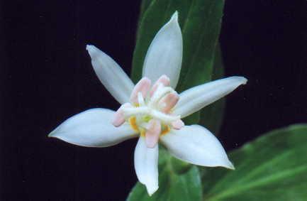 Tricyrtis hirta alba