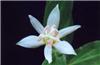 Tricyrtis hirta alba