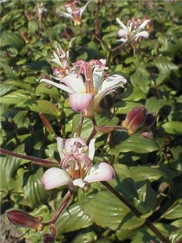 Tricyrtis.hirtaTojen