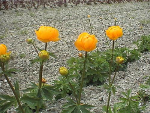 Trollius 'OrangePrincess