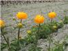 Trollius 'OrangePrincess