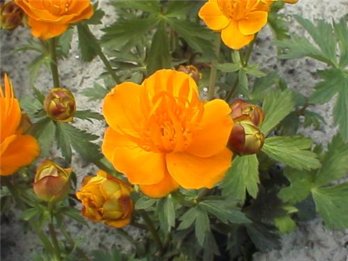 Trollius chin.'Gol
