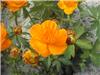 Trollius chin.'Gol