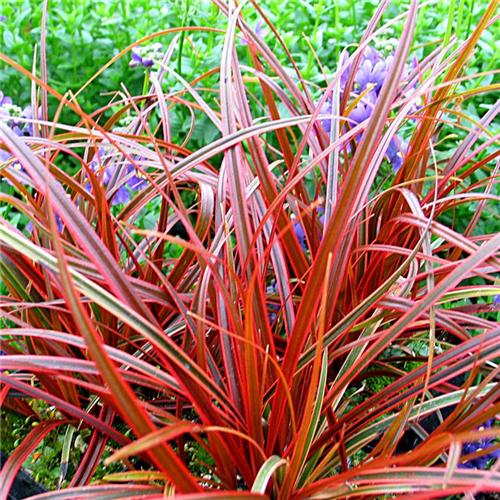 Uncinia rubra Everflame