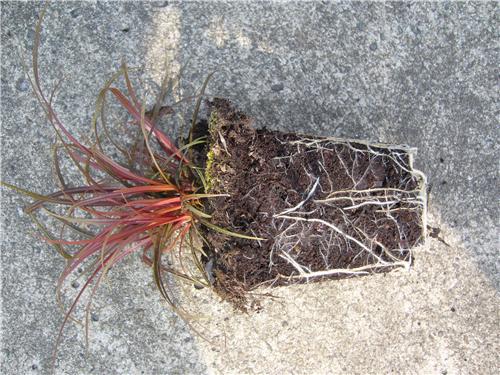 Uncinia unc. Rubra