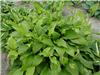 Und. Erromena