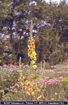 Verbascum 'Densiflorum'