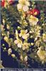 Verbascum 'Gainsborough'