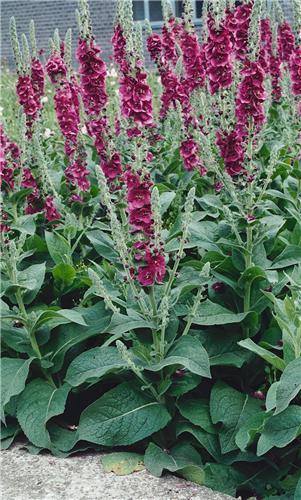 Verbascum Cherry Helen