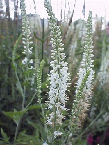 Veronica longifoliaSchneeriesin