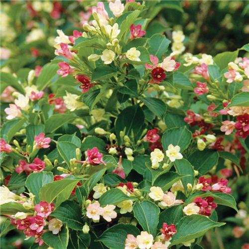 Weigela -Marjorie-
