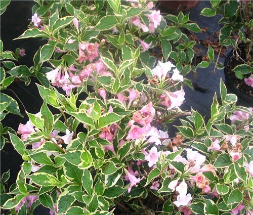 Weigela -Nana Variegata-