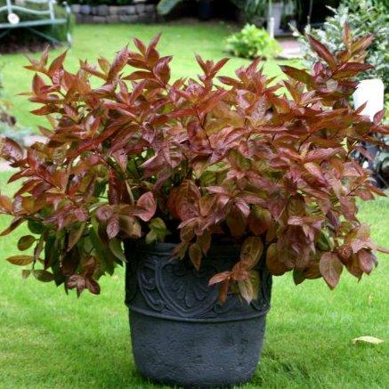 Weigela florida -Wings of Fire-