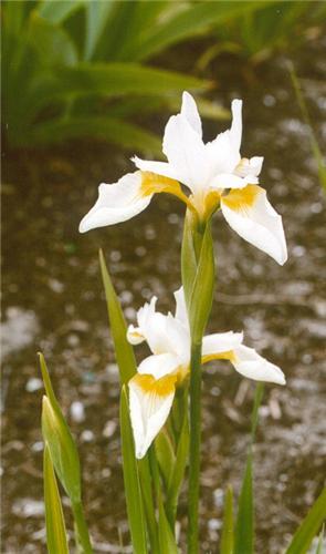 WhiteSwirl