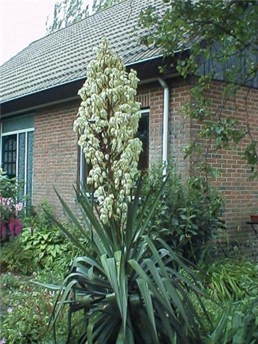 Yucca filamentosa1