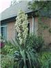 Yucca filamentosa1