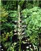 acanthus hungaricu