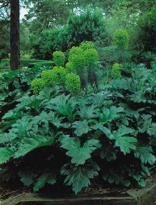 acanthus mollis