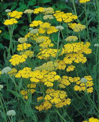 achillea coronatio