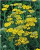 achillea coronatio