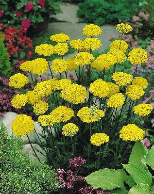 achillea filipendu