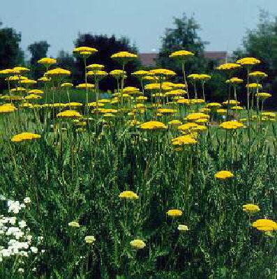 achillea filipendu